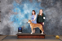 Carolina Dog #346 Sat BOB G1 Judge Matthew Proctor