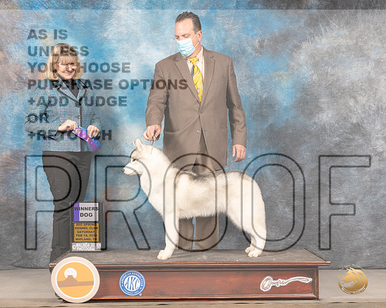 Siberian Husky #9 Sat WD Judge Gena BoxMMJ_4266_Mdlnd2022_HR3