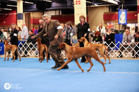 Rhodesian Ridgeback #11 Sat Ring
