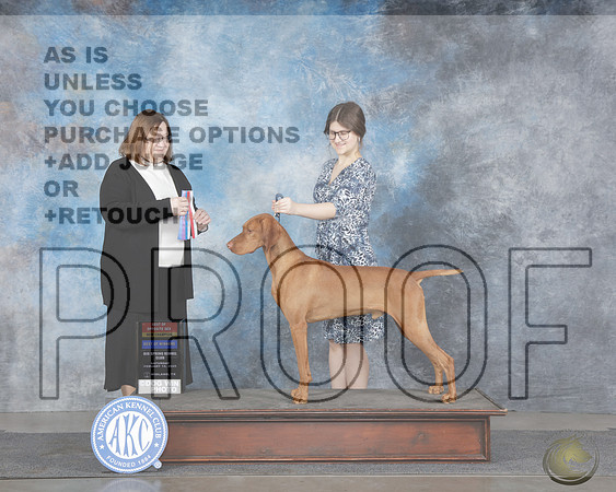 Vizsla #9 Sat WD BOW BOS NCH Judge Elizabeth MuthardVizsla #9 Sat WD BOW BOS NCH Judge Elizabeth Muthard_WP_6089e-Midland 2025-HR3