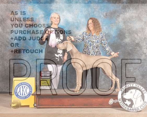 Weimaraner #11 Fri BOSsweeps Judge Verjean Lunenschloss-MMJ_8052-FW2022-HR3