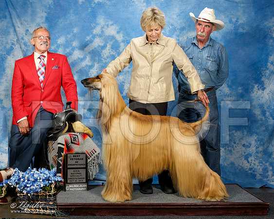 #75 Mon Best in Vet Sweeps Abbe R Shaw & Terry D'Charcon Judge Floyd Gale +OL-e2-AfgBeltonOct2014-HR3