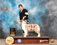 Australian Shepherd #42 Sat OHRBIS Judge Linda Clark