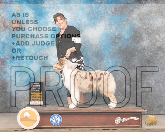 Australian Shepherd #42 Sat OHRBIS Judge Linda ClarkMMJ_4829_Mdlnd2022_HR3