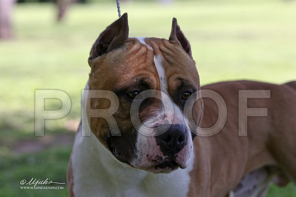 AmStaff-9646LR
