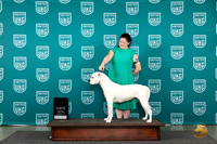 American Bulldog #106 Wed CH Judge Julie Mathis Pepper