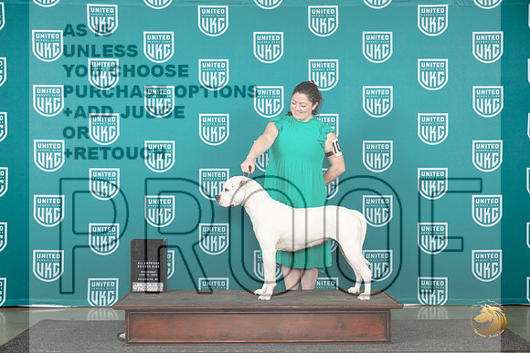 American Bulldog #106 Wed CH Judge Julie Mathis Pepper__JP_0337_Premier_2024_HR3