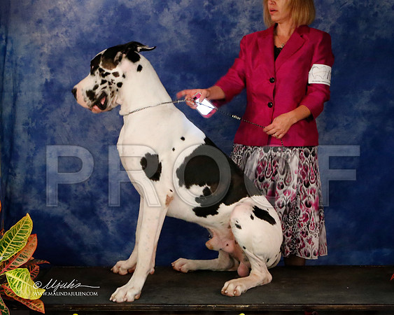 Dane-9025-NormNov2013-HR