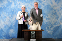 Shih Tzu #8 Sat Maj BOW Krueger Paula Judge Mrs Murrel Purkhiser