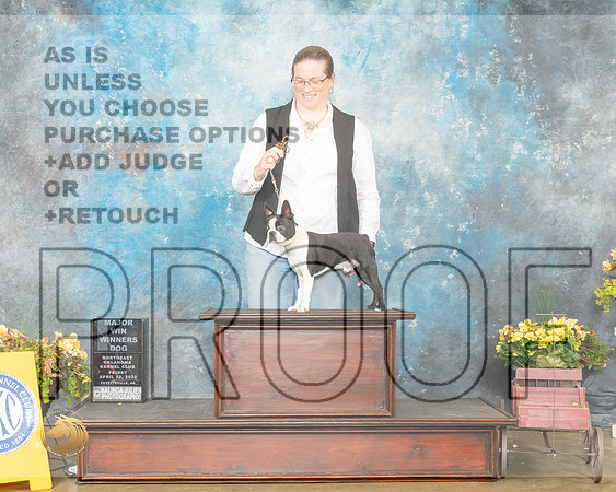 Boston Terrier #7 FRI WD Judge John Wade-MMJ_0463-NWARK2022-HR3