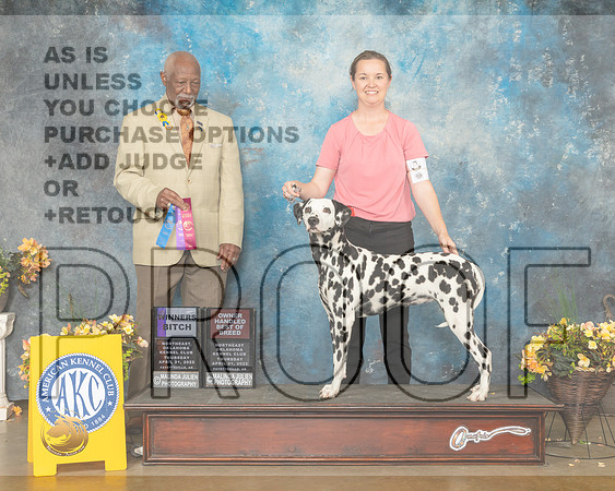 Dalmatian #6 Thur OHBOB Judge Eugene Blake-MMJ_9080-NWARK2022-HR3