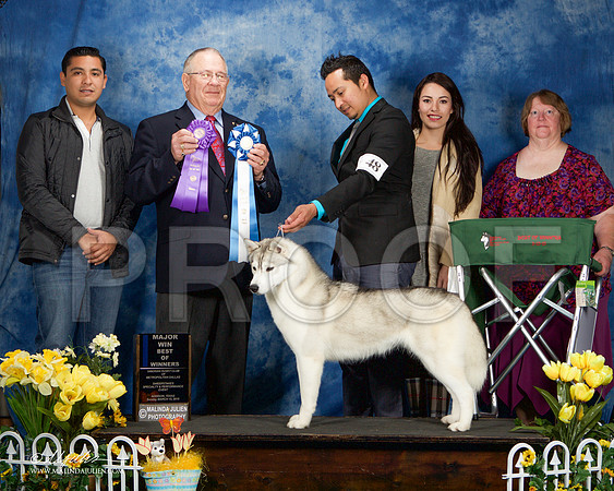 _ST_4175-AddisonHuskyMar2015-HR3