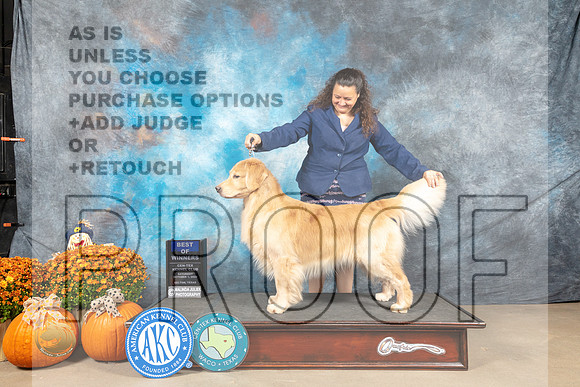 Golden Retriever #23 Sat BOW Judge Dell Richards_MJ_5763_Belton_2022_HR3