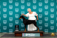 Doberman Pinscher Sat AOM Judge Lori Sargent