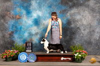 Cardigan Welsh Corgi #8 Sun WBBOS Judge Robert Shreve