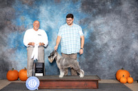 Standard Schnauzer #9 Sat G4 Judge Hal Biermann