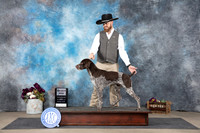German Shorthaired Pointer #11 Sunn SD Judge Sulie Greendale-Paveza