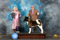 Akita #6 OHG1 Sun Judge Debra Thornton