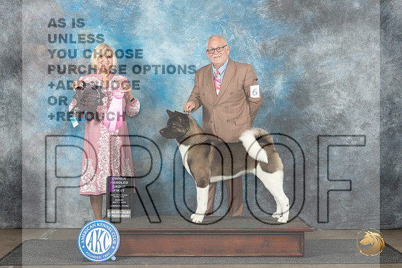 Akita #6 OHG1 Sun Judge Debra Thornton__JP_4076_Lubbock_2024_HR3