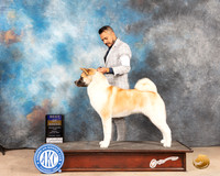 Akita #6 Sun BOB Judge Eric Liebes