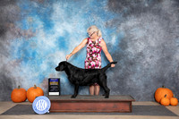 Labrador Retriever #10 Sun WBBOB Judge Jan Paulk
