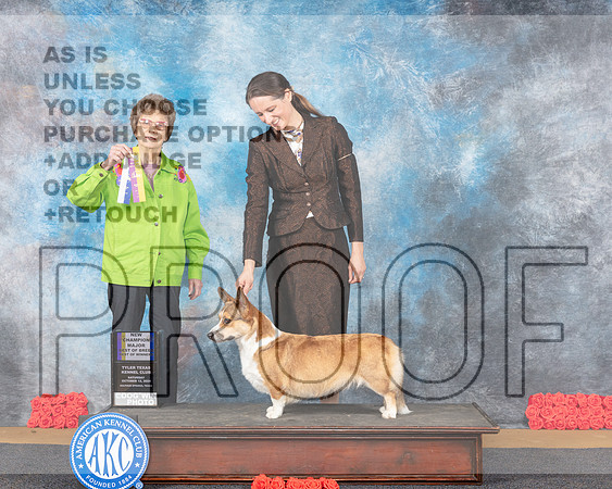 Cardigan Welsh Corgi #20 Sat BOBBOWM NCh Judge Pat Trotter-_JP_0056e_Sulphur Springs_2024-HR3