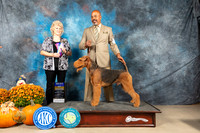 Airedale #5 Sun BOB Judge Lisa Graser