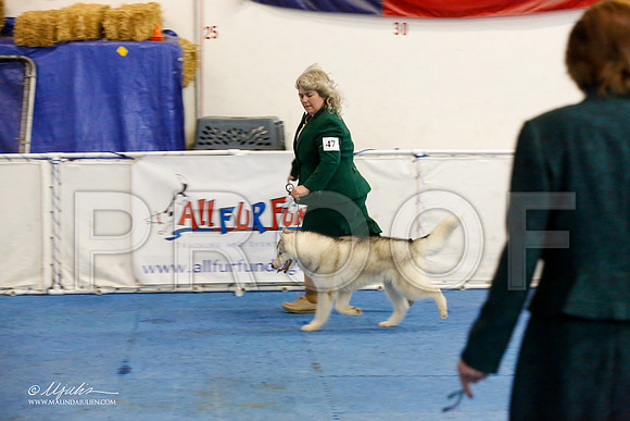_M3_8141-AddisonHuskyMar2015-HR3