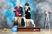 Whippet #10 Sat G2 Judge Eric Liebes