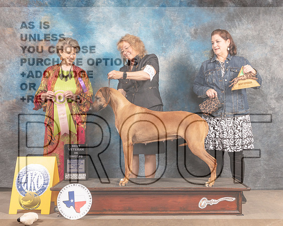 Rhodesian Ridgeback #52 Fri BVetSweeps Judge Cynthia McFadden-MMJ_6864-FW2022-HR3