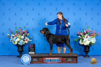 Black and Tan Coonhound #5 SUN OHG1 Judge Prudence Hlatky r