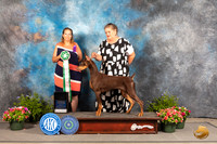 Doberman Pinscher #17 Fri BPISweeps Judge MaryAnn Byrns