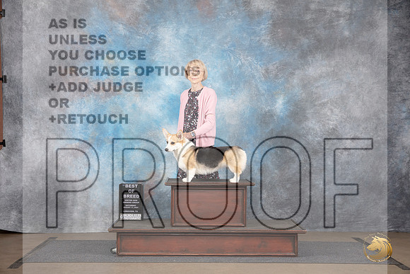 Pembroke Welsh Corgi #388 Sat BOB Judge Jennifer Landers__JP_2699_LongviewTX_2024_HR3