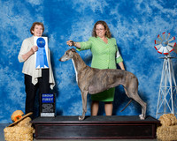 Greyhounds #6 Fri G1 Steele Melanie A Phelan R Tomlin R Gaudet Agent Rindi A Gaudet Judge Ms Laurie King Telfair
