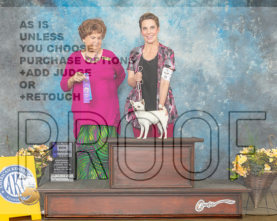 Chihuahua Smooth #22 Thur WB Judge Carol Jean Nelson-MMJ_8658-NWARK2022-HR3
