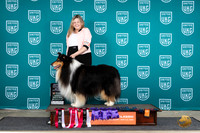 Rough Collie #114