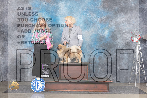 Tibetan Spaniel #5 Fri OHG1 Judge Denise Dean__JP_5583_Amarillo_2024_HR3