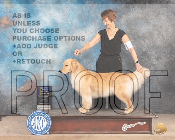 Golden Retriever #26 Sun BOB Judge Gloria Kerr-MMJ_4455-Abilene2022-HR3