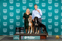 Saluki #879 880 Thur T10BOB AOE Judge Deborah Allen