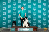 Border Collie #270 Thurs Top10JrAgility 1st Dana Connely