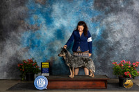 Australian Cattle Dog #9 Sat G3 Judge Polly (Mrs Robert) D Smith