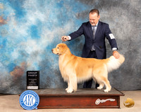 Golden Retriever #? Fri G4 Judge Gloria Kerr