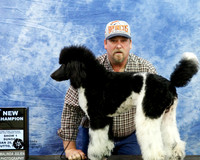 Poodle Standard Multi Colored Sun S1 New Champion Wendy Grotheer