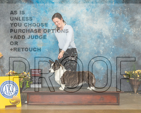 Cardigan Welsh Corgi #16 Sun G2 Judge Laurie Telfair-MMJ_1751-NWARK2022-HR3