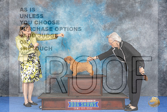 CUSTOM Norfolk Terrier WED__JP_6836_Houston_2024_HR3
