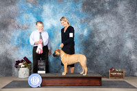 Bullmastiff #10 Sun PUPG1 Judge Del Richards