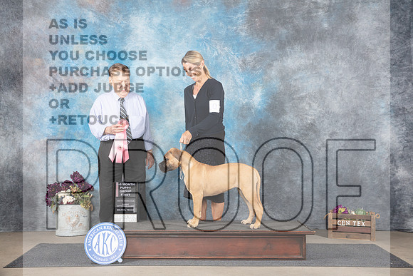 Bullmastiff #10 Sun PUPG1 Judge Del Richards__JP_7618_Belton_2024_HR3