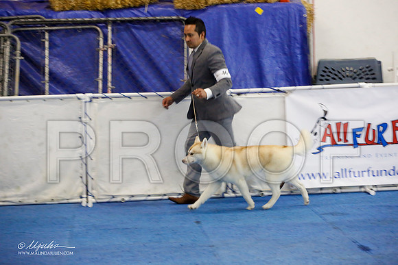 _M3_0841-AddisonHuskyMar2015-HR3