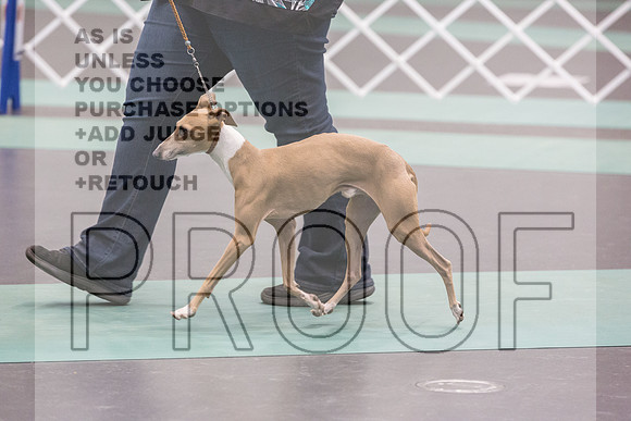 Italian Greyhound Sat Ring_JJL_0748_UKCLNGVIEWOCT2024_2024_HR3