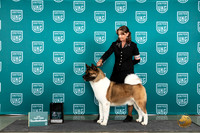 Akita #1035 Thur #1035 Thur SemiF Judge Sharon Griffin